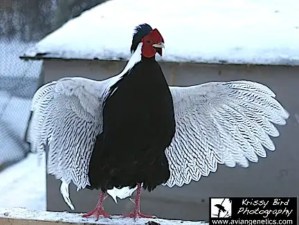 Pheasants for Sale near Devon, Alberta (SK Ad) - Photo 8
