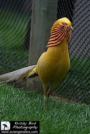 Pheasants for Sale near Devon, Alberta (Calgary Ad) - Photo 10