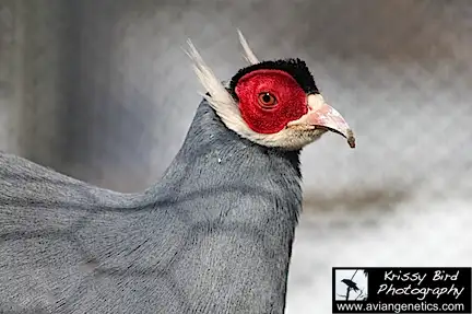 Pheasants for Sale near Devon, Alberta (BC Ad)