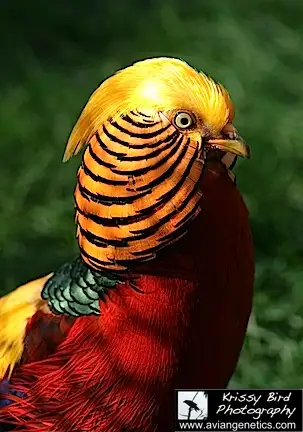 Pheasants for Sale near Devon, Alberta (BC Ad) - Photo 7