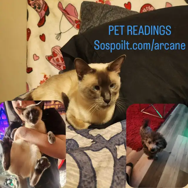 MASTER PSYCHIC ANTHONY ARCANE