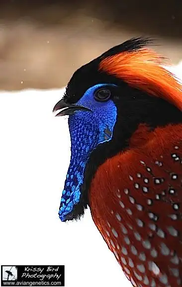 Pheasants for Sale near Devon, Alberta (BC Ad) - Photo 3