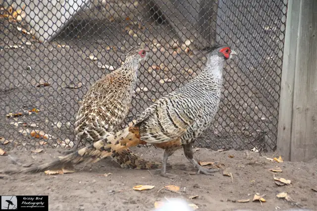 Pheasants for Sale near Devon, Alberta (BC Ad) - Photo 9