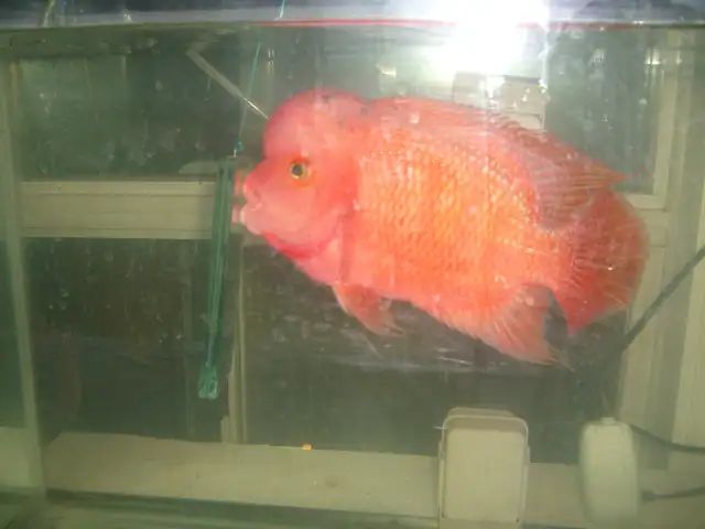 MOVING SALE 30 GALLON TANK AND SUPER RED MONKEY $500 - Photo 3