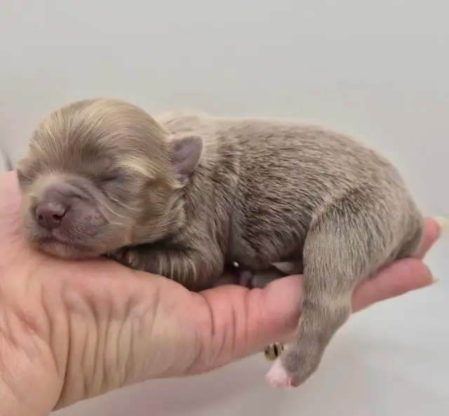 long hair chihuahua puppies