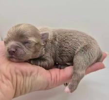 long hair chihuahua puppies