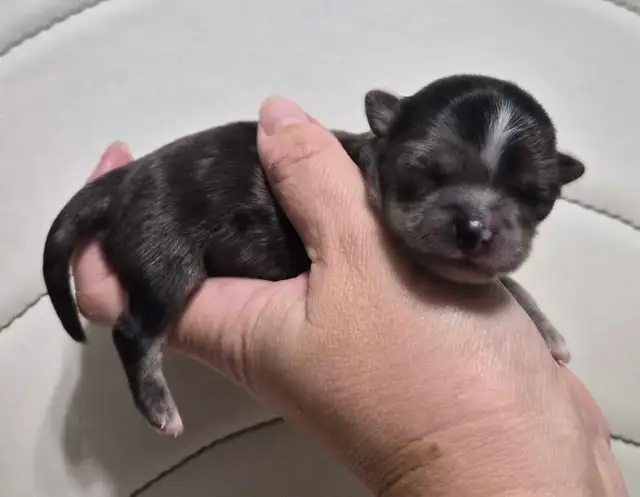 long hair chihuahua puppies - Photo 2