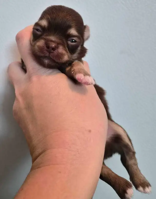 long hair chihuahua puppies - Photo 3