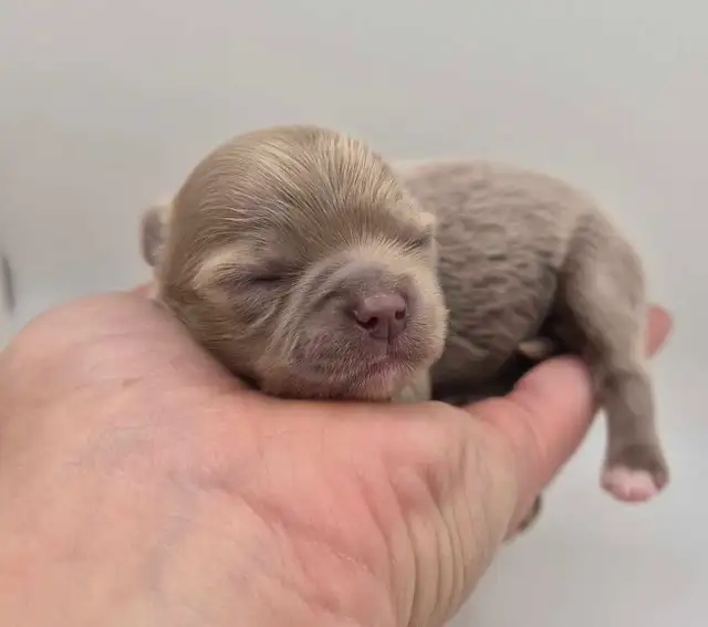 long hair chihuahua puppies - Photo 4