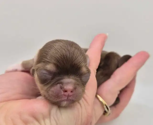 long hair chihuahua puppies - Photo 5