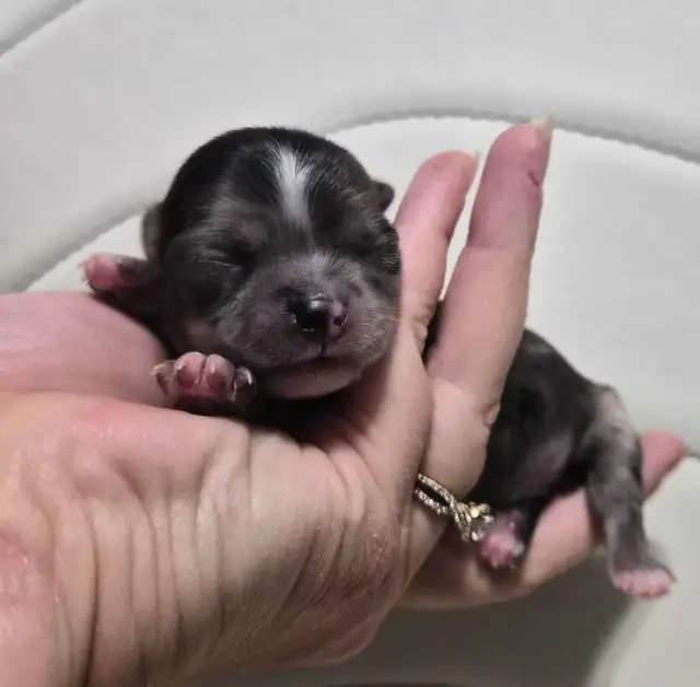 long hair chihuahua puppies - Photo 6