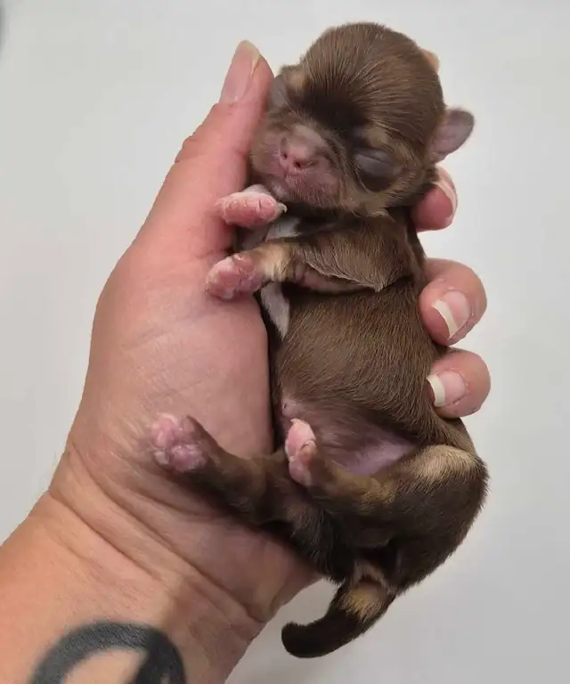 long hair chihuahua puppies - Photo 7