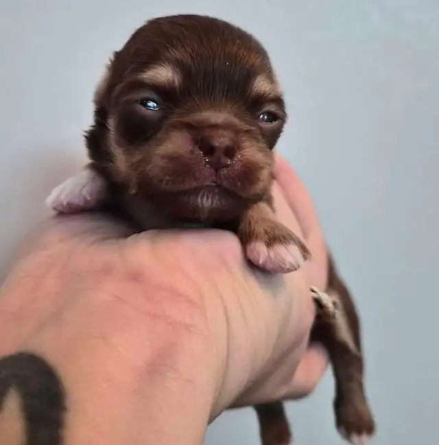 long hair chihuahua puppies - Photo 8