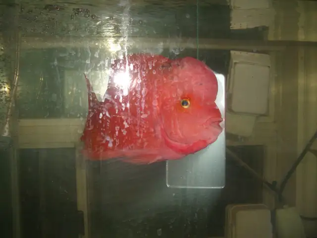 MOVING SALE  BEAUTIFUL SUPER RED MONKEY  AND 30 GALLON TANK $500