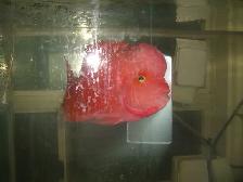 MOVING SALE  BEAUTIFUL SUPER RED MONKEY  AND 30 GALLON TANK $500