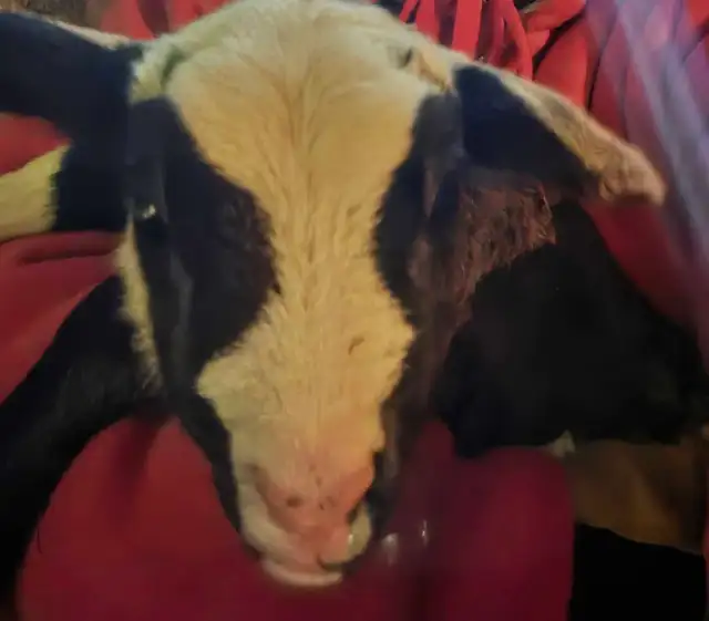 Katahdin X Sheep Herd