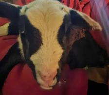 Katahdin X Sheep Herd