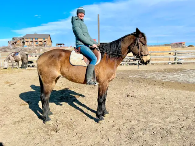 Amazing TB/Belgian Mare - Video - Photo 2