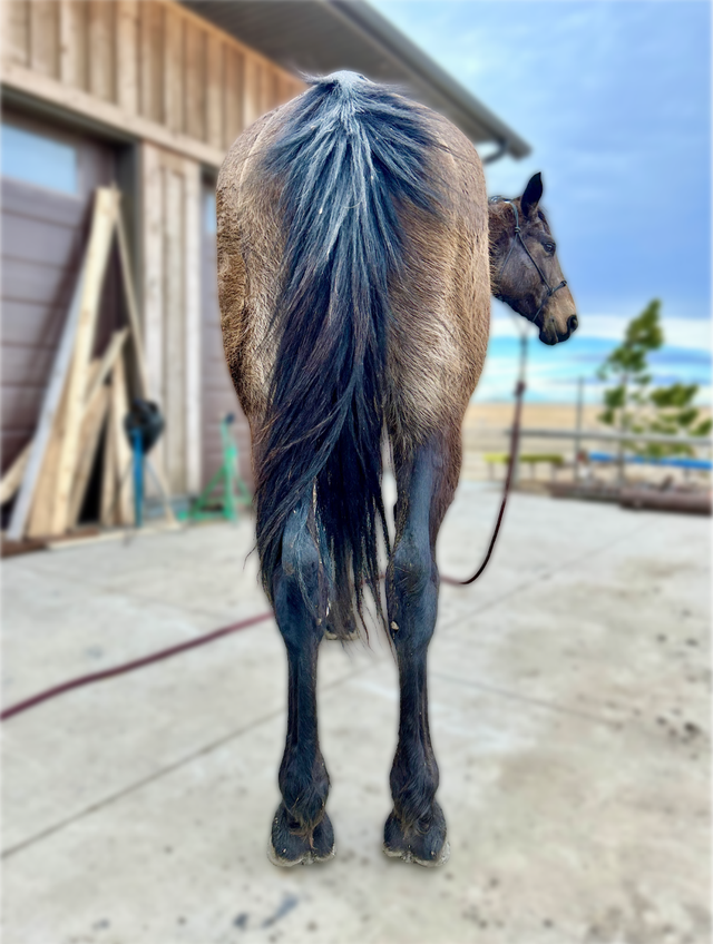 Amazing TB/Belgian Mare - Video - Photo 8