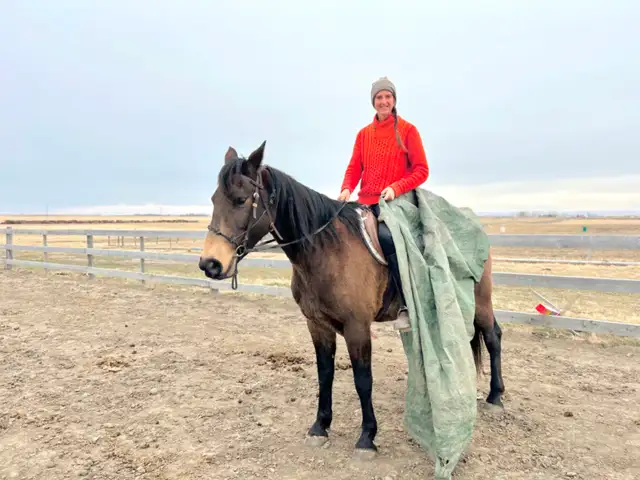 Amazing TB/Belgian Mare - Video - Photo 10