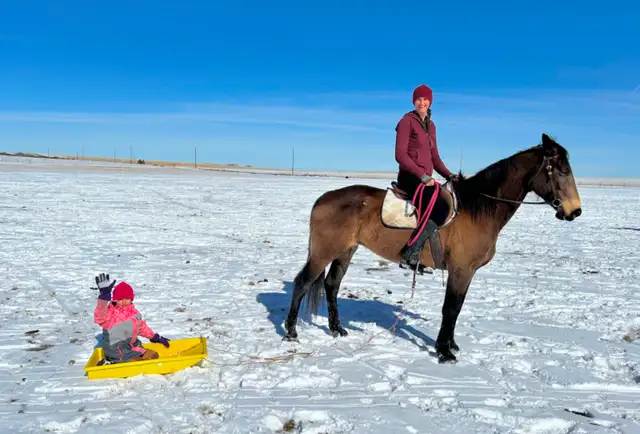 Wonderful TB/Belgian Mare - Video - Photo 6