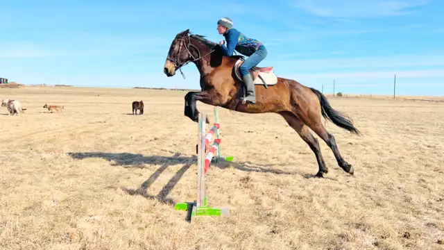 TB/Belgian Mare - Video! - Photo 3