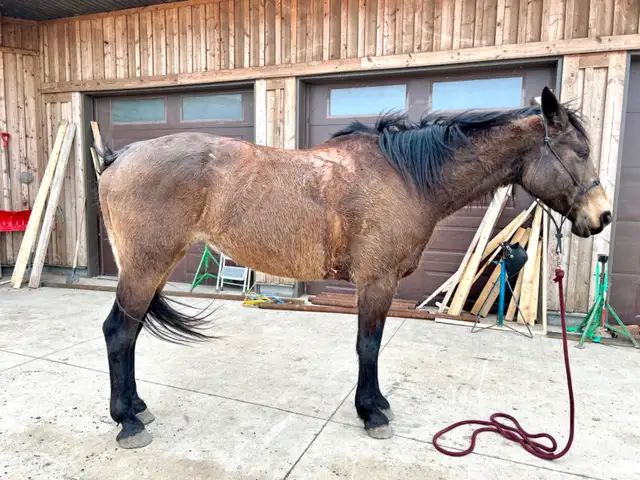 TB/Belgian Mare - Video! - Photo 7