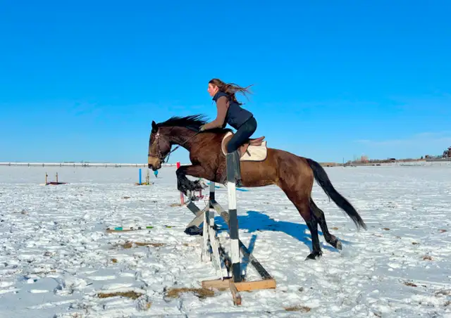 TB/Belgian Mare - Video! - Photo 10