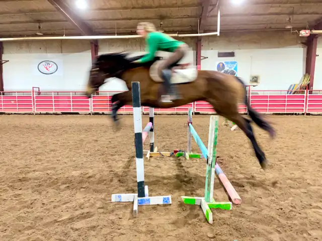 Super TB/Belgian Mare - Video - Photo 4