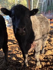 Black Angus Bull