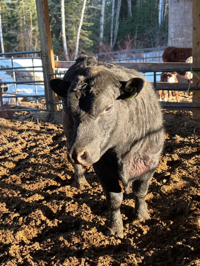 Black Angus Bull - Photo 2