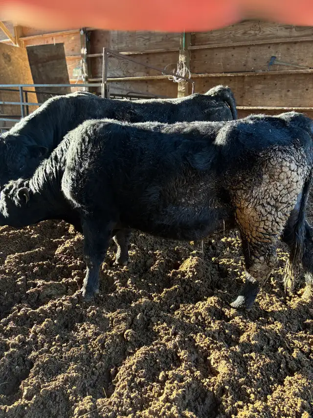 Black Angus Bull - Photo 3
