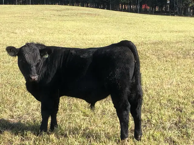Black Angus Bull - Photo 4