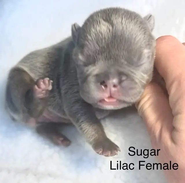 CKC French Bulldog Puppies