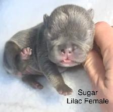 CKC French Bulldog Puppies