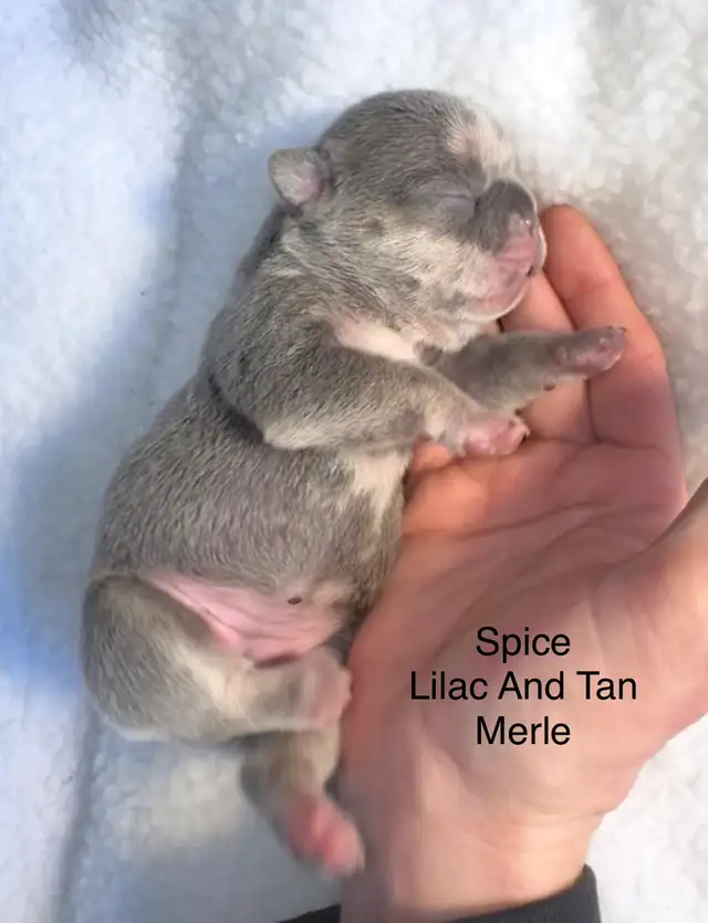 CKC French Bulldog Puppies - Photo 2