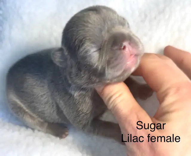 CKC French Bulldog Puppies - Photo 3