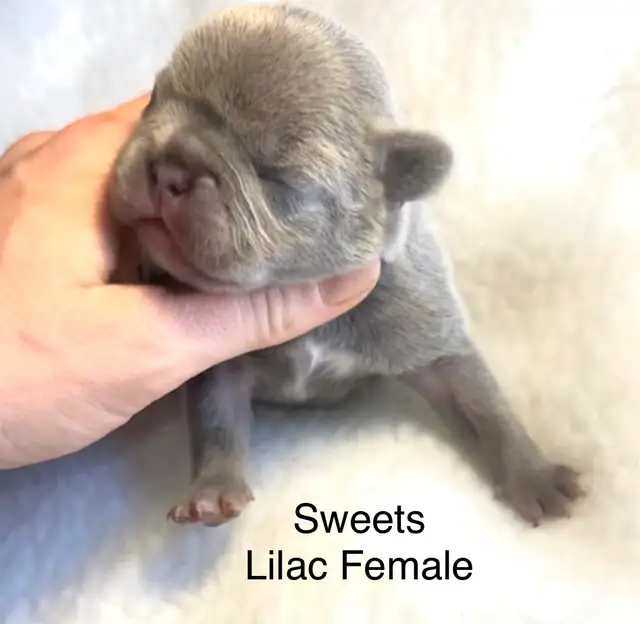 CKC French Bulldog Puppies - Photo 4