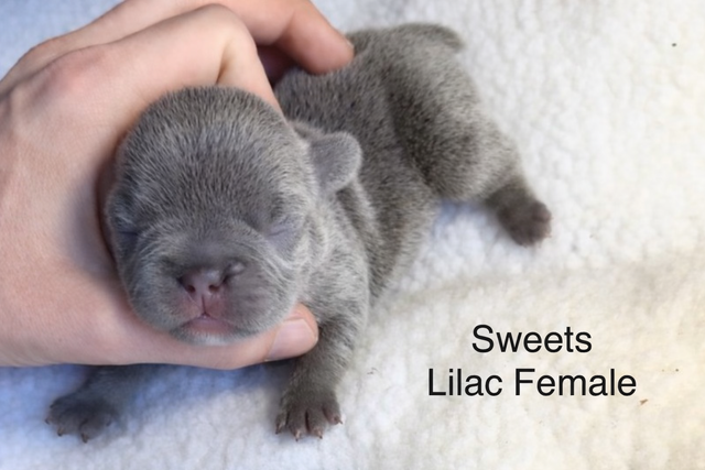 CKC French Bulldog Puppies - Photo 5