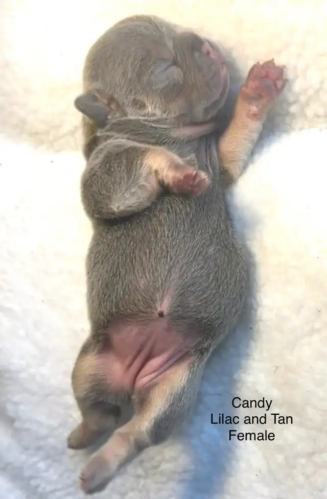 CKC French Bulldog Puppies - Photo 6