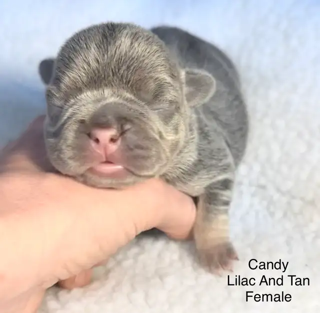 CKC French Bulldog Puppies - Photo 7