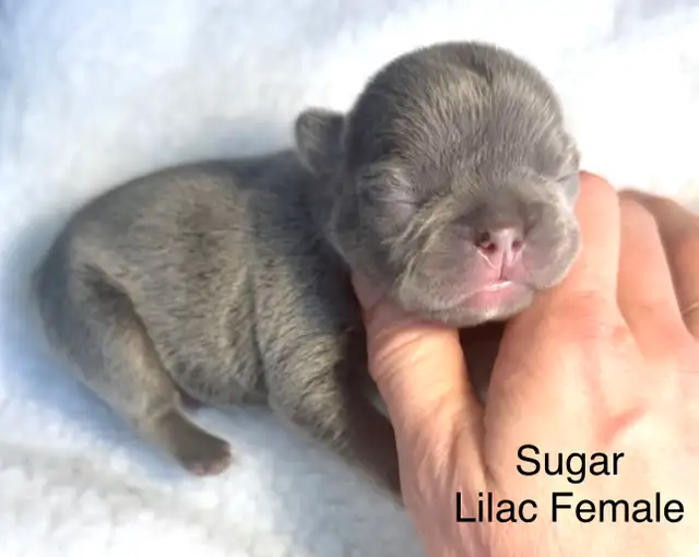 CKC French Bulldog Puppies - Photo 8