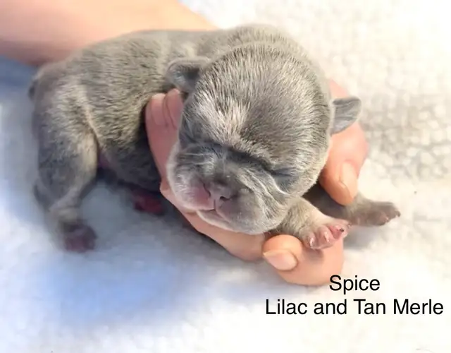 CKC French Bulldog Puppies - Photo 9