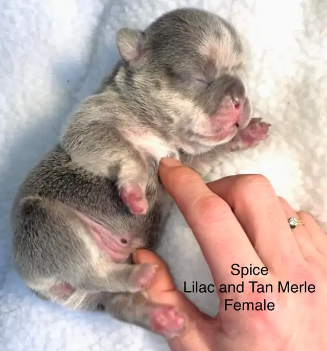 CKC French Bulldog Puppies - Photo 10