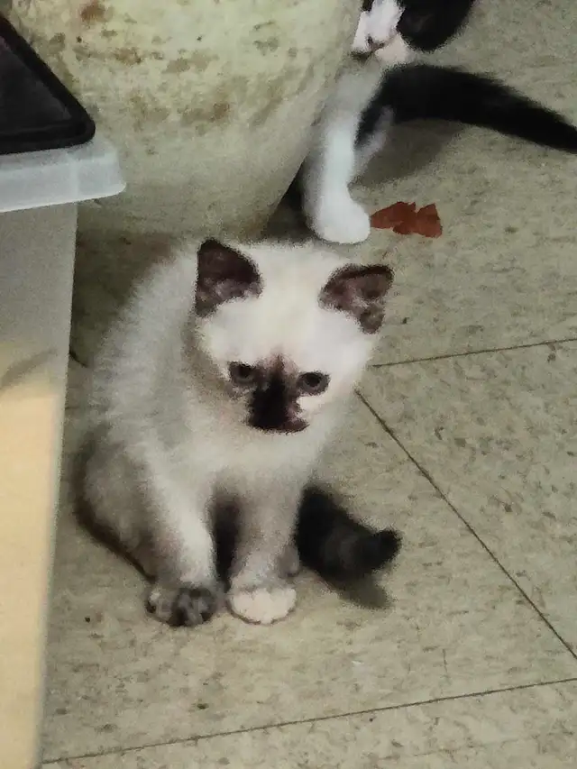 2 chatons a vendre - Photo 2