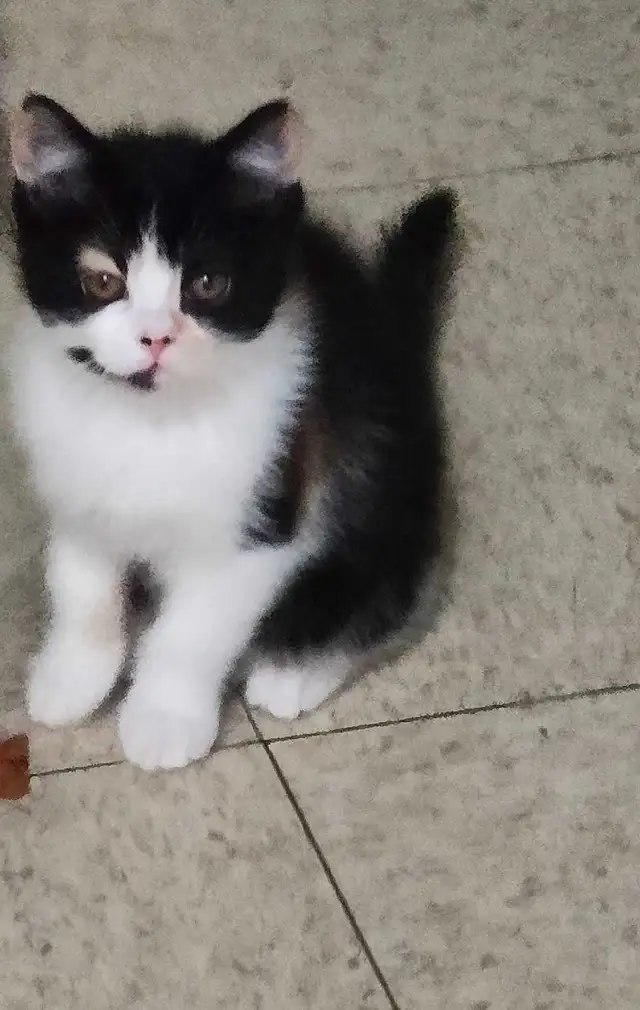 2 chatons a vendre - Photo 5