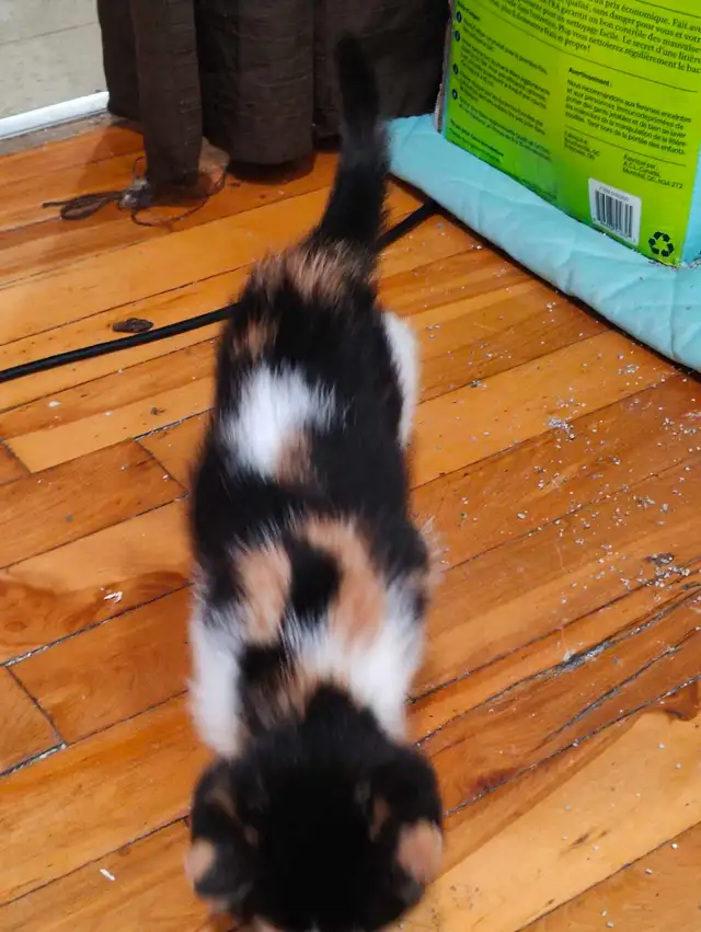 2 chatons a vendre - Photo 6