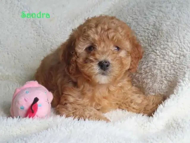 Bichonpoo.  Toy size.