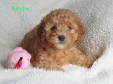 Bichonpoo.  Toy size.