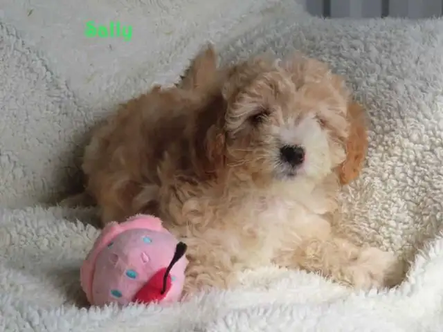 Bichonpoo.  Toy size. - Photo 2